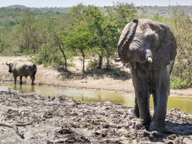 African Safari Tours