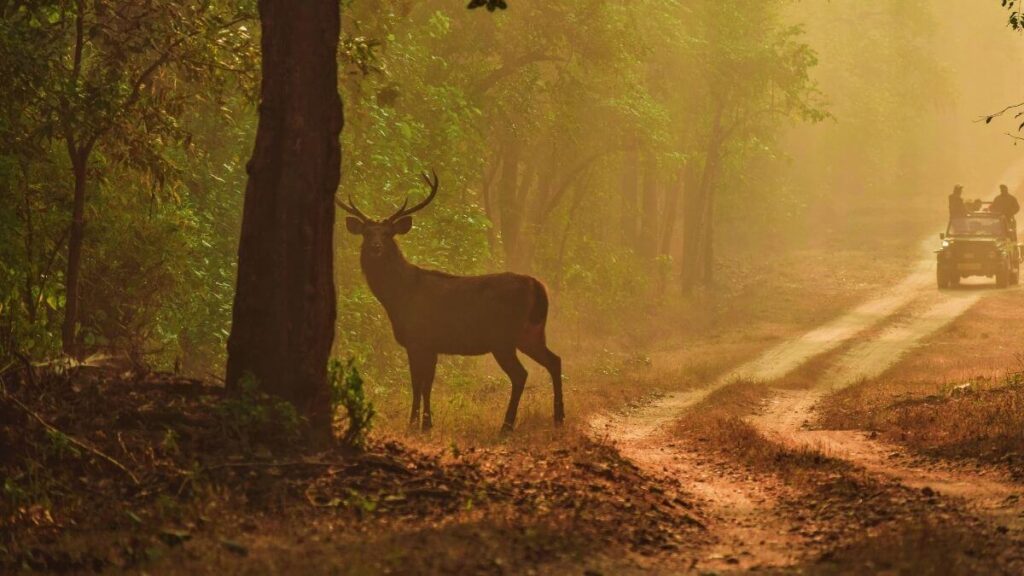 Kanha National Park