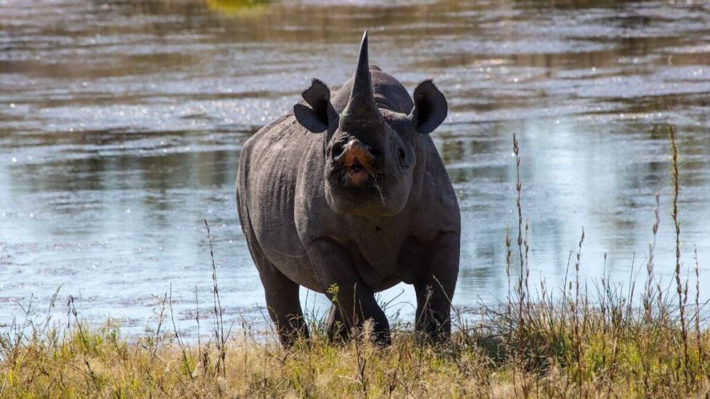 Kaziranga National Park