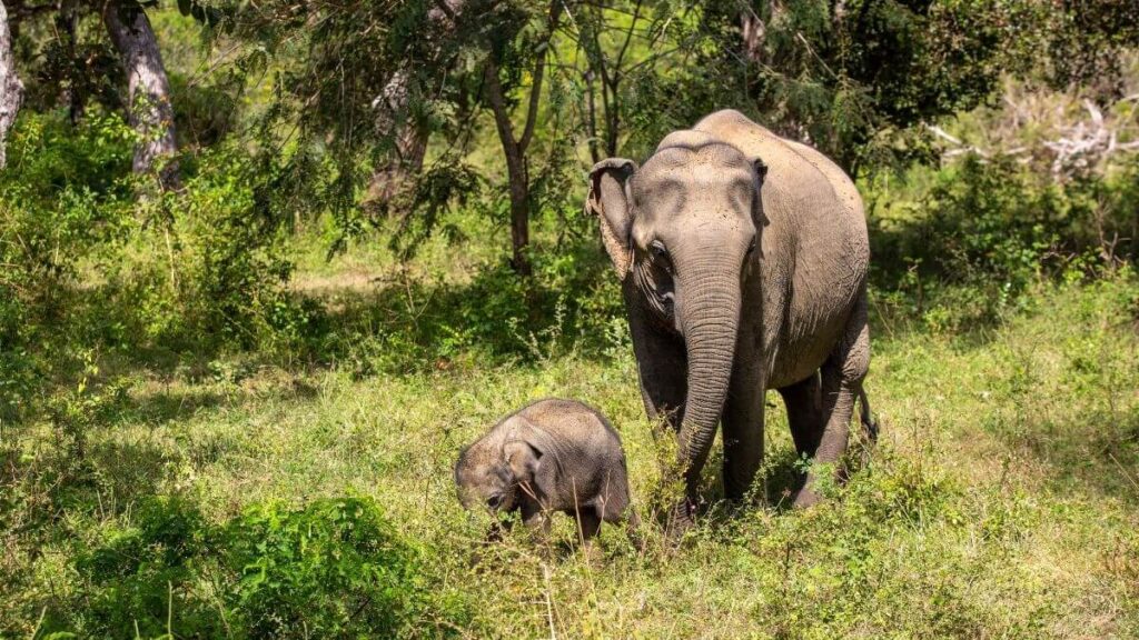 Periyar National Park