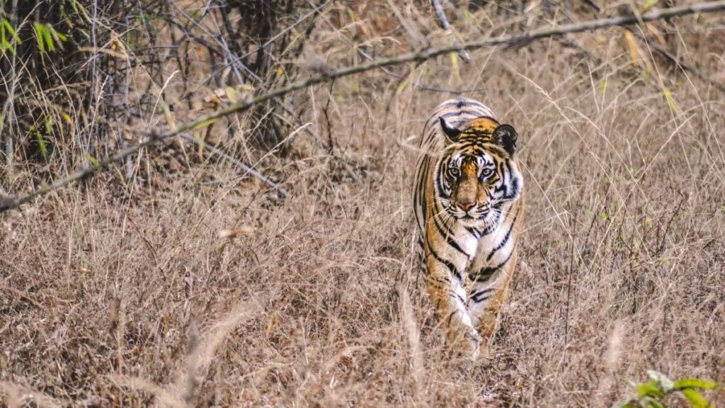 Ranthambhore National Park