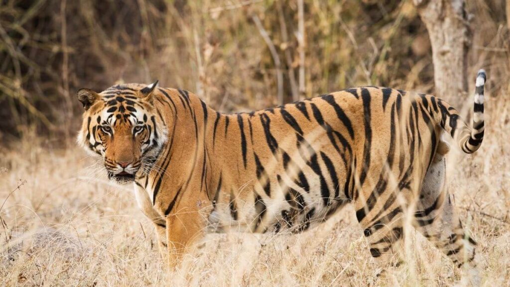 Sunderbans National Park