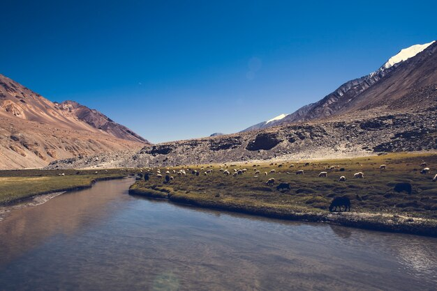 Zanskar river
