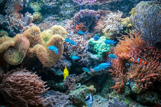 Marine Aquarium, Kavaratti