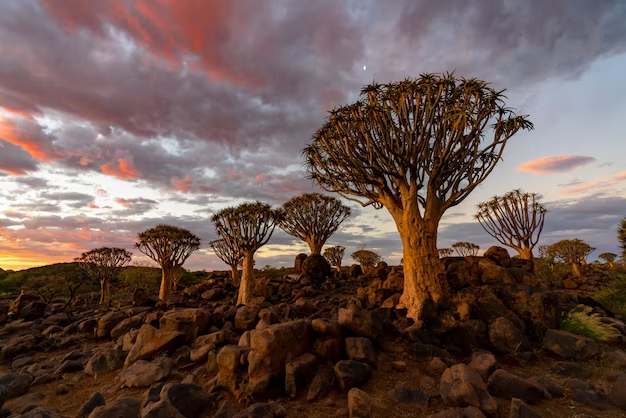 Socotra Dragon Trees